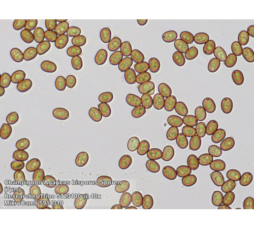 Мікроскоп Bresser Trino Researcher 40x-1000x (5723100)