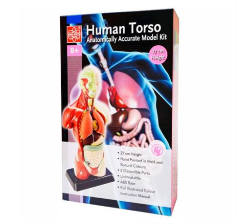 Анатомічна модель людини Edu-Toys збірна 27 см (MK027) Анатомічна модель людини Edu-Toys збірна 27 см (MK027)