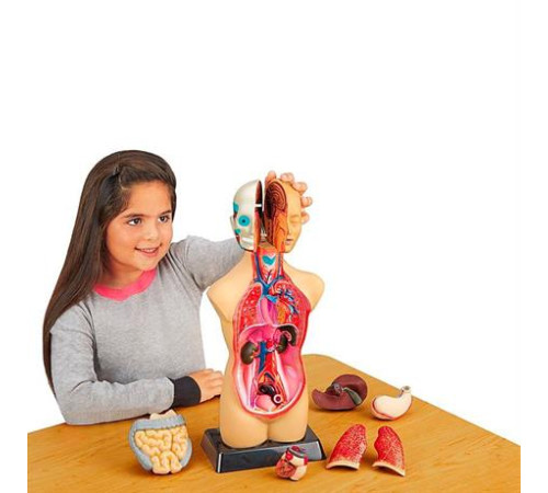 Анатомічна модель людини Edu-Toys збірна 27 см (MK027) Анатомічна модель людини Edu-Toys збірна 27 см (MK027)