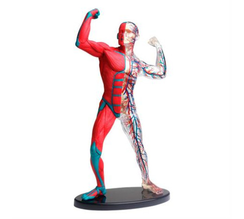 Модель м'язів і скелета людини Edu-Toys збірна 19 см (SK056) Модель м'язів і скелета людини Edu-Toys збірна 19 см (SK056)