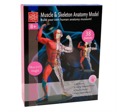 Модель м'язів і скелета людини Edu-Toys збірна 19 см (SK056) Модель м'язів і скелета людини Edu-Toys збірна 19 см (SK056)