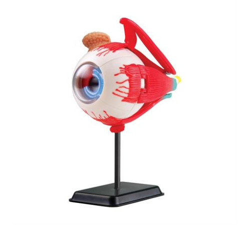 Модель очного яблука Edu-Toys збірна 14 см (SK007) Модель очного яблука Edu-Toys збірна 14 см (SK007)