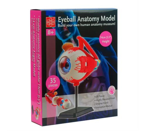 Модель очного яблука Edu-Toys збірна 14 см (SK007) Модель очного яблука Edu-Toys збірна 14 см (SK007)