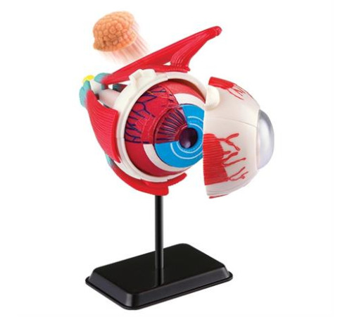 Модель очного яблука Edu-Toys збірна 14 см (SK007) Модель очного яблука Edu-Toys збірна 14 см (SK007)
