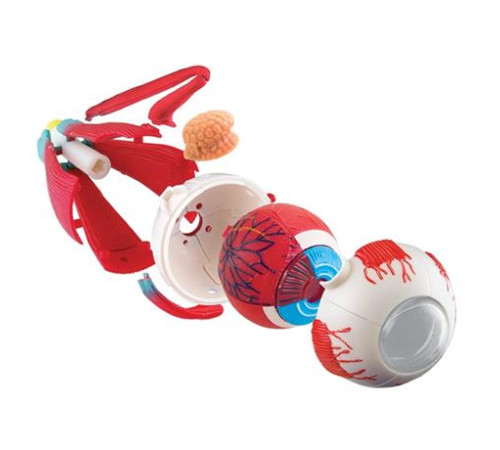 Модель очного яблука Edu-Toys збірна 14 см (SK007) Модель очного яблука Edu-Toys збірна 14 см (SK007)