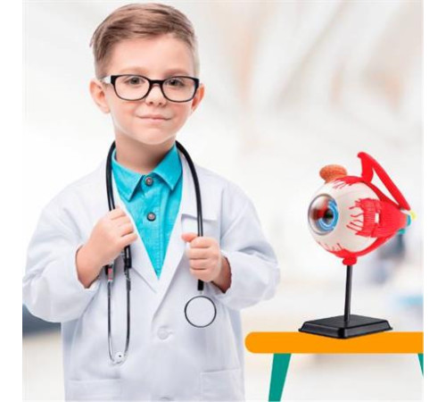 Модель очного яблука Edu-Toys збірна 14 см (SK007) Модель очного яблука Edu-Toys збірна 14 см (SK007)