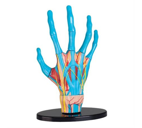 Модель руки Edu-Toys збірна 16,5 см (SK058)