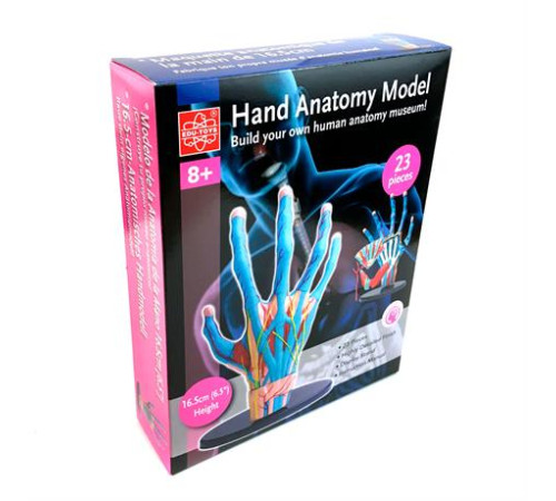 Модель руки Edu-Toys збірна 16,5 см (SK058)