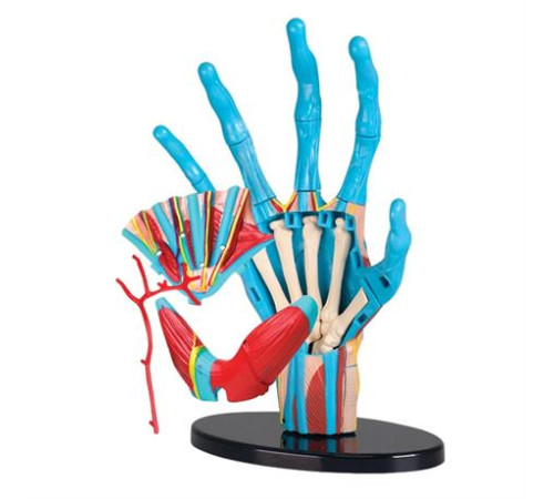 Модель руки Edu-Toys збірна 16,5 см (SK058)