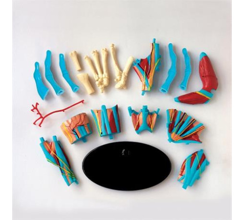 Модель руки Edu-Toys збірна 16,5 см (SK058)