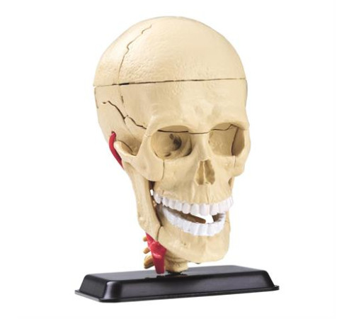 Модель черепа з нервами Edu-Toys збірна 9 см (SK010) Модель черепа з нервами Edu-Toys збірна 9 см (SK010)