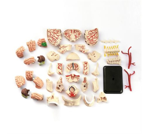 Модель черепа з нервами Edu-Toys збірна 9 см (SK010) Модель черепа з нервами Edu-Toys збірна 9 см (SK010)