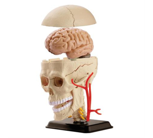 Модель черепа з нервами Edu-Toys збірна 9 см (SK010) Модель черепа з нервами Edu-Toys збірна 9 см (SK010)